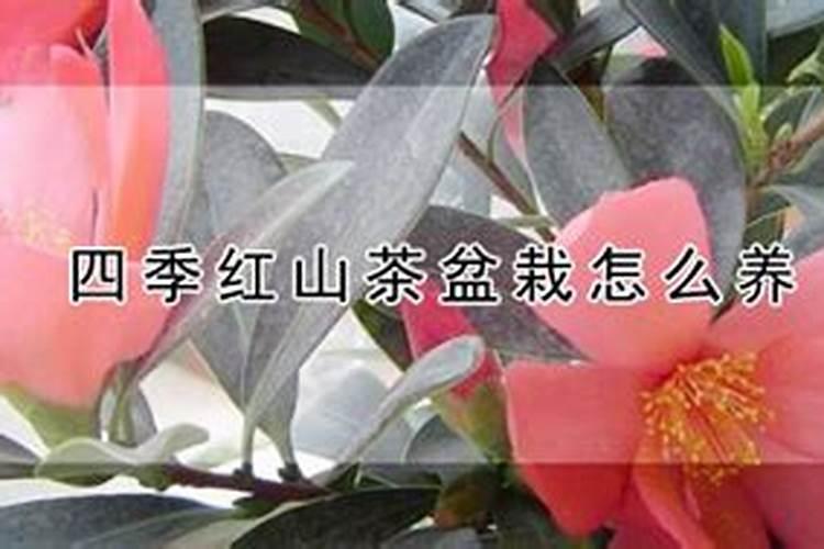 四季红山茶盆栽怎么养