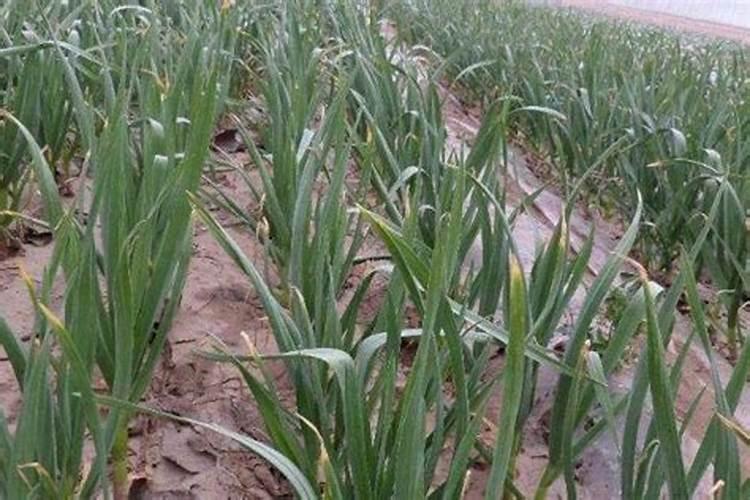 在大蒜的返青期,怎样浇水才能不影响产量？