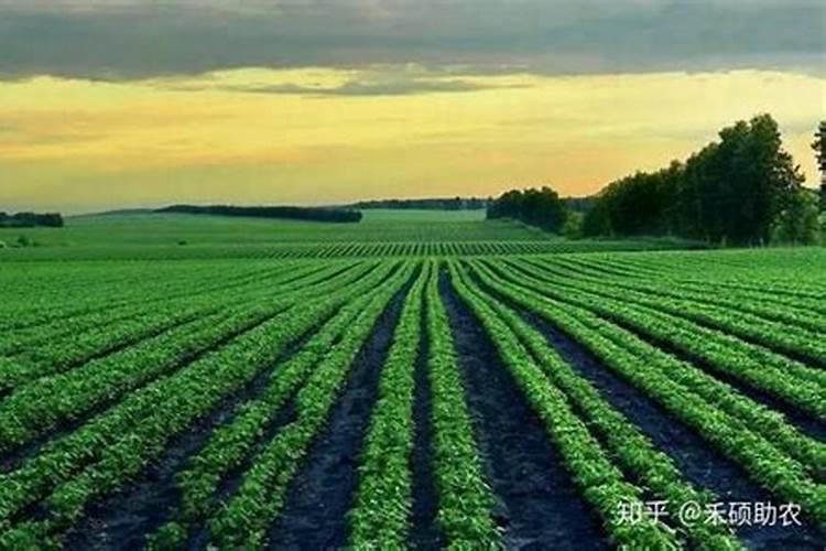 东北地区的耕地最适合种植哪些作物？