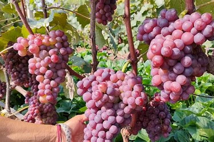 葡萄每年要施几次肥,每次都在什么时间施,每次施肥都一样吗