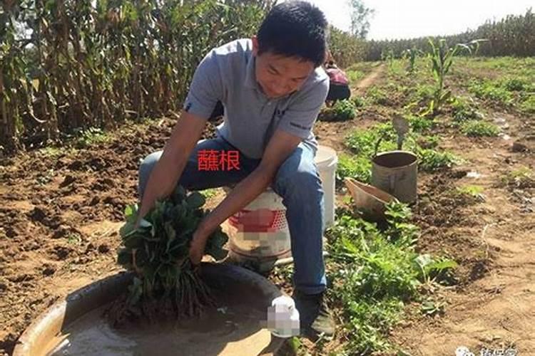 磷酸二氢钾生根配方