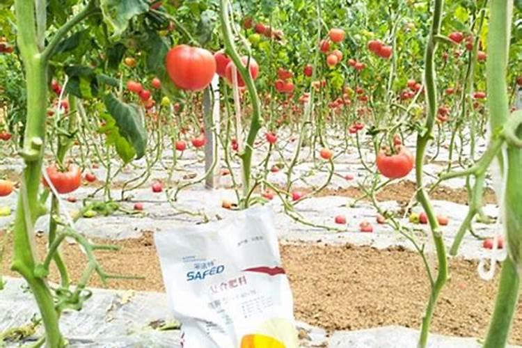 烟台嘉特海藻肥怎么样暖棚番茄冲施肥