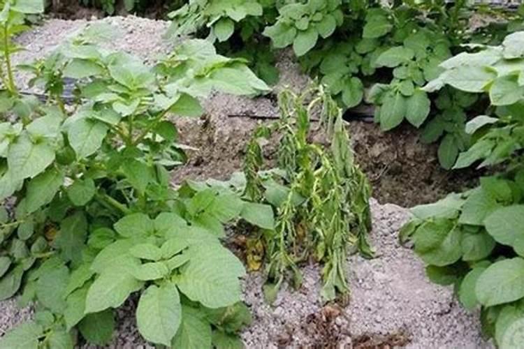 马铃薯青枯病的防治方法
