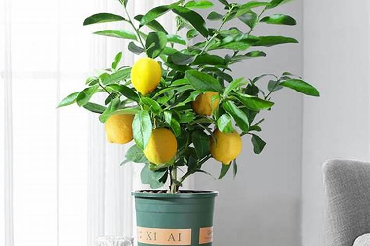 盆栽柠檬施什么肥最好