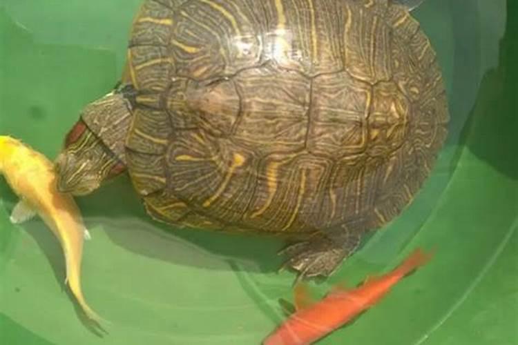 鱼饲料乌龟可以吃吗？