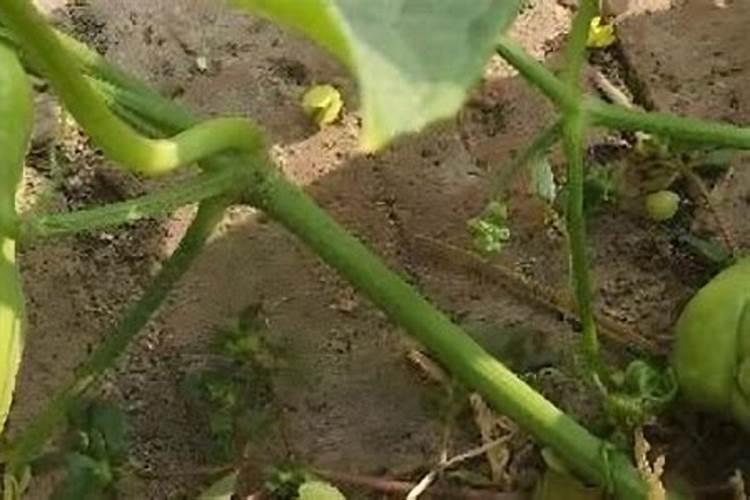 甜瓜苗期可以喷叶面肥吗？