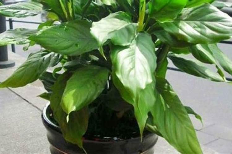 万年青夏天能施肥吗？万年青的施肥注意事项