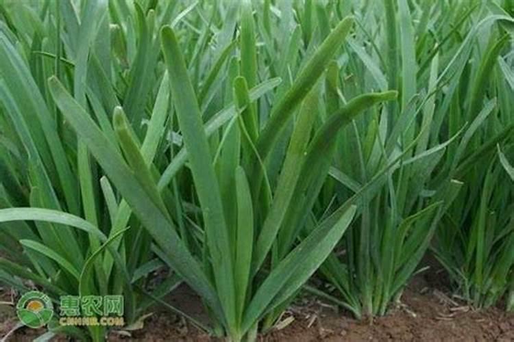 3月种什么菜蔬菜最合适南方种植要放什么肥料