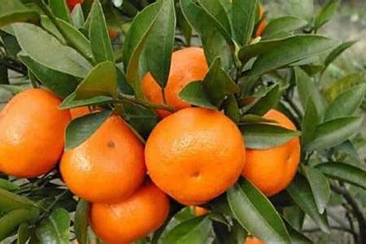 柑橘幼果期可以打春雷王铜吗？？