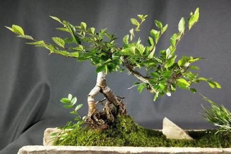 小叶榆树盆景如何种植