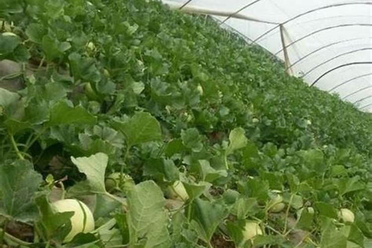 种哈密瓜施什么肥