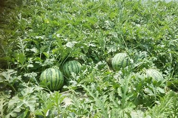 种瓜用什么肥料最好？