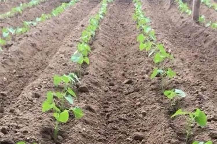 辽阳今年春天芸豆育秧什么时间‘一？