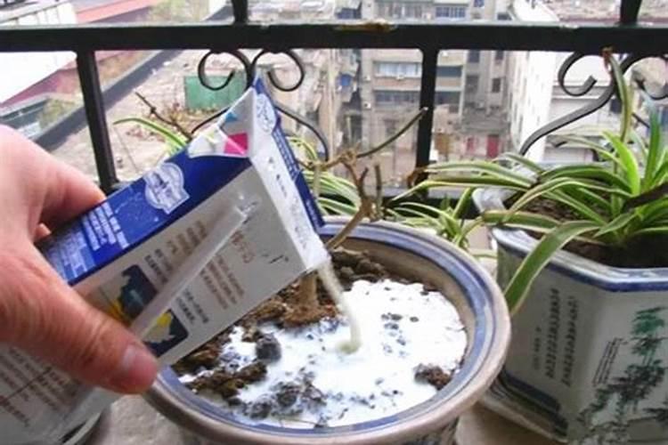 什么花可以给它浇点钙片吗？