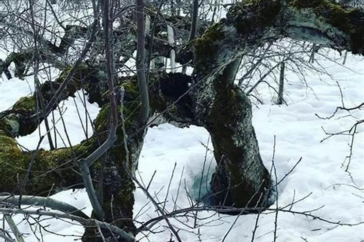 四年树龄的苹果树,每棵树下多少肥料