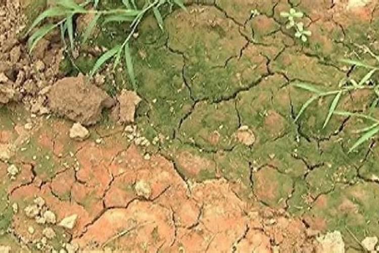 土壤“生病”的症状有哪些？如何改善？