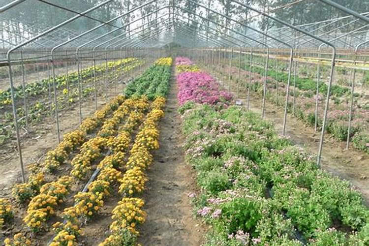 菊花的培育方法