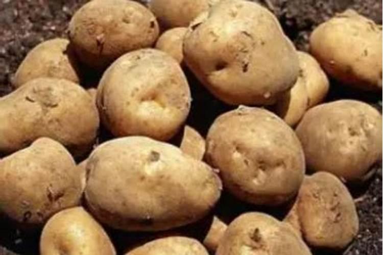 马铃薯是怎样传入中国的？