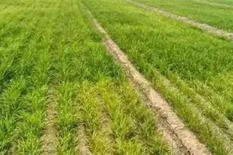 小麦成片死亡一般都是什么原因？