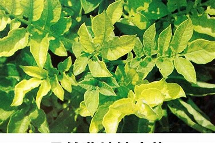 农作物种植时,缺铁有哪些表现,如何补充铁元素？