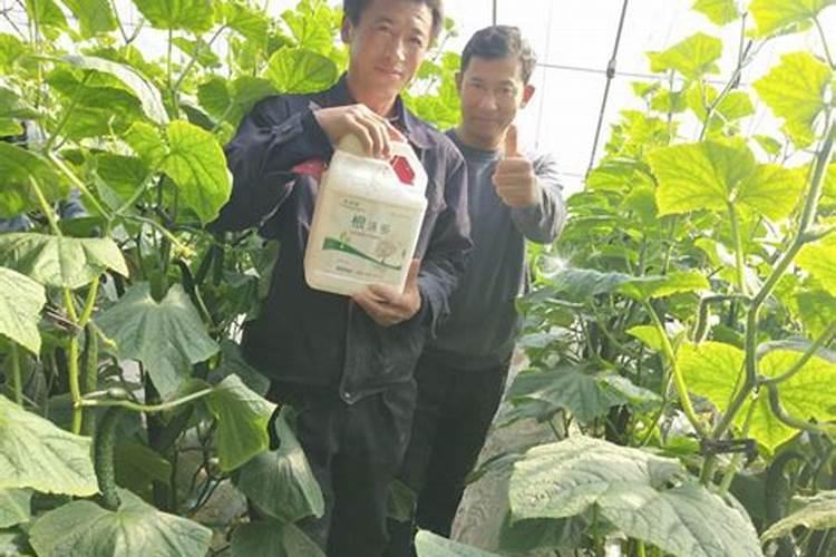 黄瓜结果期冲施什么肥料 黄瓜结果期冲施的肥料是什么