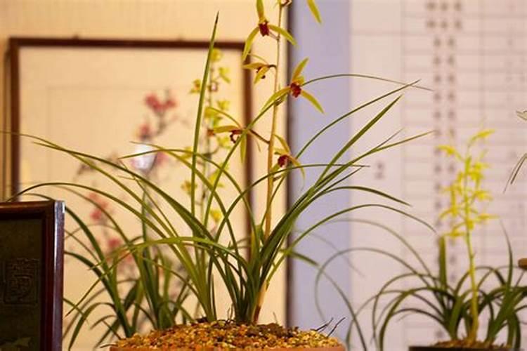 兰花用什么花肥好？