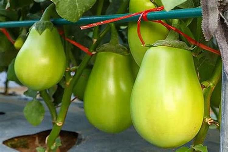 凯西姆对茄子有影响吗？