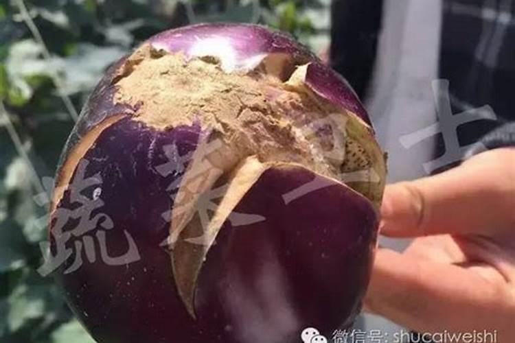 钙元素和硼元素供应不足,是造成茄子裂果的重要原因吗？