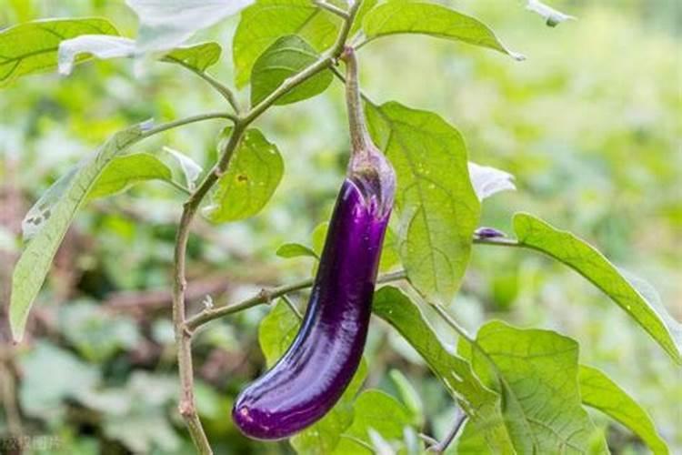 茄子的施肥规律怎么掌握,施肥时要特别注意哪些问题？