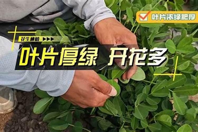 花生什么时候使用磷酸二氢钾