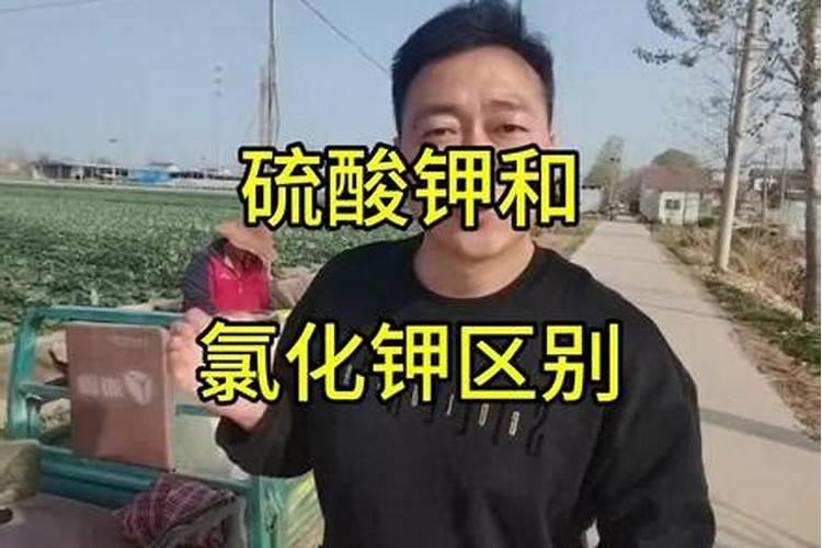 种玉米用晶体钾好还是氯化钾好