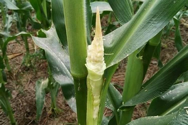 甜玉米杆结多处长苞叶怎么办？
