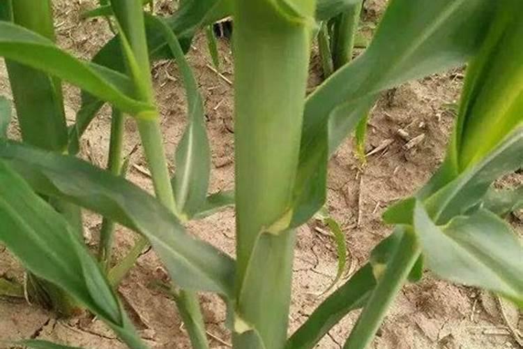 玉米分蘖怎么处理