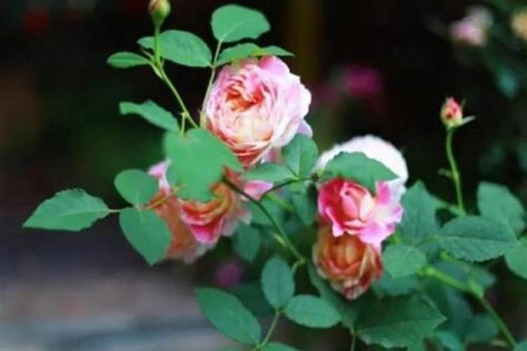 月季生长缓慢是什么原因造成的 怎么解决