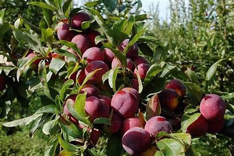 李子怎样管理才能又大又甜(李子增大增甜度用什么方法)