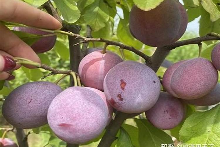 李子裂果,可以打什么药不裂果。