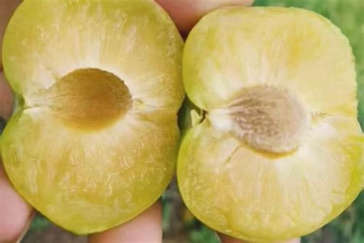 水果要用什么肥料才糖了,是李子？