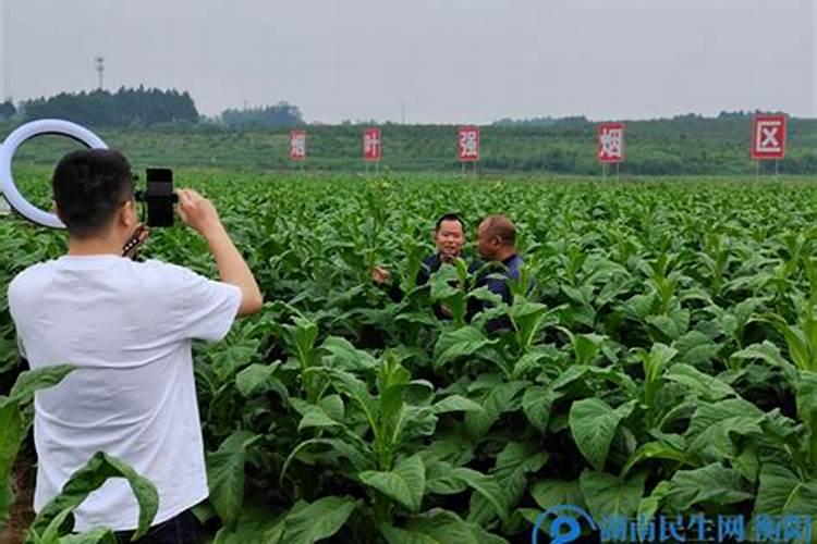 烟农是哪个公司的