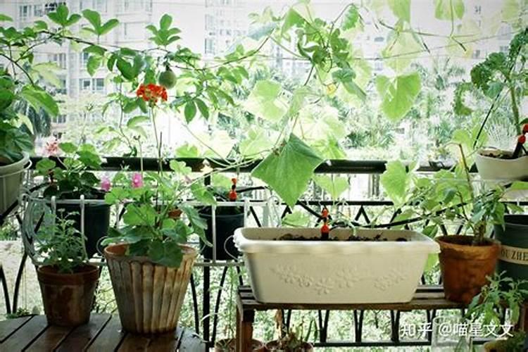 在阳台种菜最好的是用什么肥料