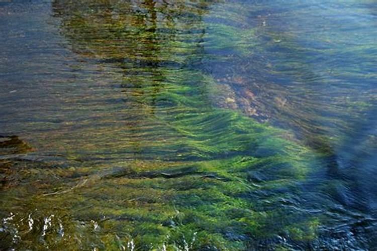 新手白痴问题:根肥和基肥,液肥和营养液都有什么区别