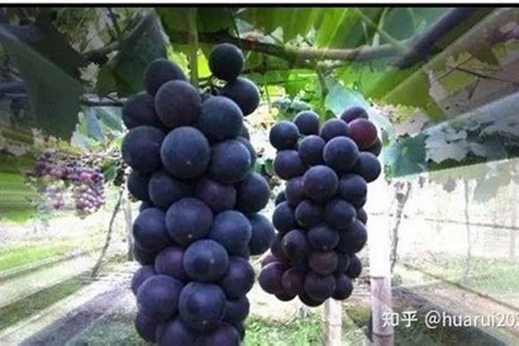 巨峰葡萄花后怎么施肥好