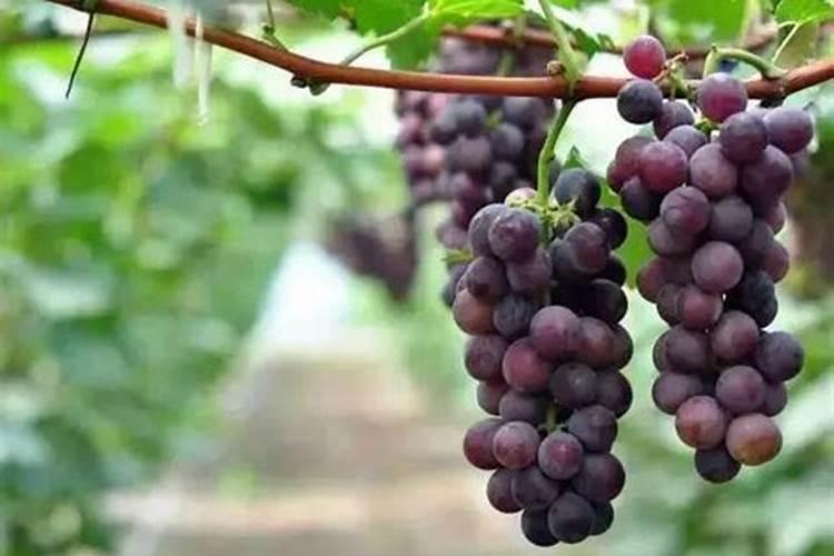 巨峰葡萄成熟期追什么肥料最好