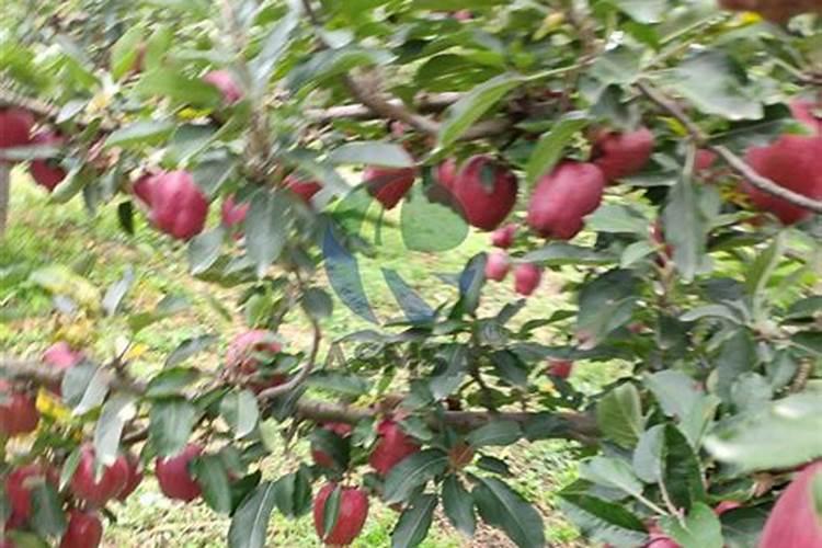 苹果树施什么肥好