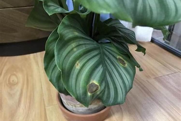 苹果叶子边缘干枯怎么办