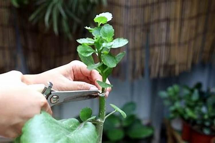 落地生根施什么肥