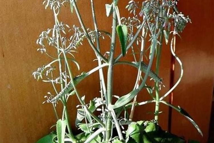 落地生根盆栽开花吗