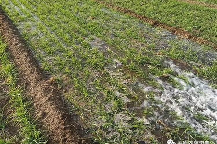 小麦浇水追肥停水前几小时追肥最好？