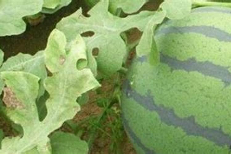 西瓜开花结果时应施含什么肥