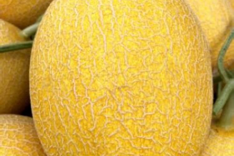 哈密瓜每亩用2斤二氢钾加2斤黄腐植酸钾加2斤氨基酸含钙镁的冲施会烧根...