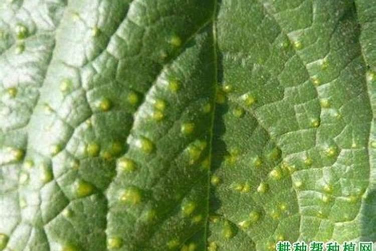 黄瓜有泡泡是什么毛病